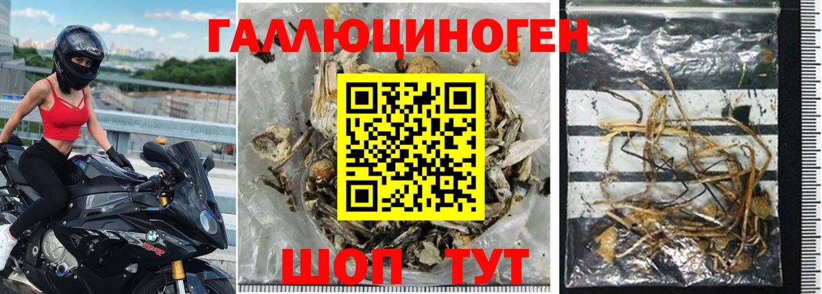 Галлюциногенные грибы Cubensis Ставрополь